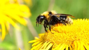 Jad owadów błonkoskrzydłych może zabić. Rośnie liczba osób uczulonych