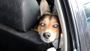 Pies uwięziony w samochodzie. Spędził tam 10 godzin