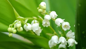 Leczy serce, ale może być niebezpieczna