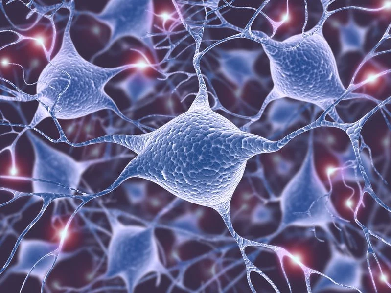 Niektóre neurony mogą się regenerować Niektóre neurony mogą się regenerować