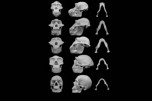 Ewolucja kształtu kosci czaszki Źródło: University of Utah