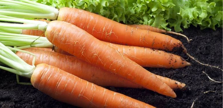 Kiszona marchewka to nie tylko pyszna przekąska, ale też naturalne źródło probiotyków. Kiszona marchewka to nie tylko pyszna przekąska, ale też naturalne źródło probiotyków.