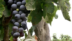 Na Podkarpaciu jest ponad 150 winnic. 