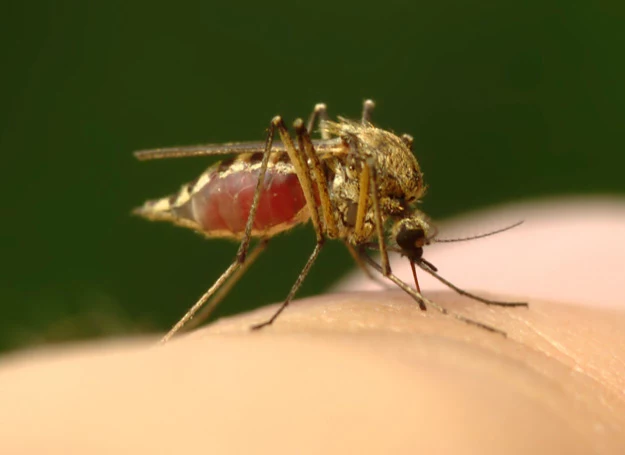 Przyciąga je temperatura naszego ciała oraz zapach potu Przyciąga je temperatura naszego ciała oraz zapach potu