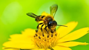 Gdy ukąsi owad, trzeba zachować szczególną ostrożność