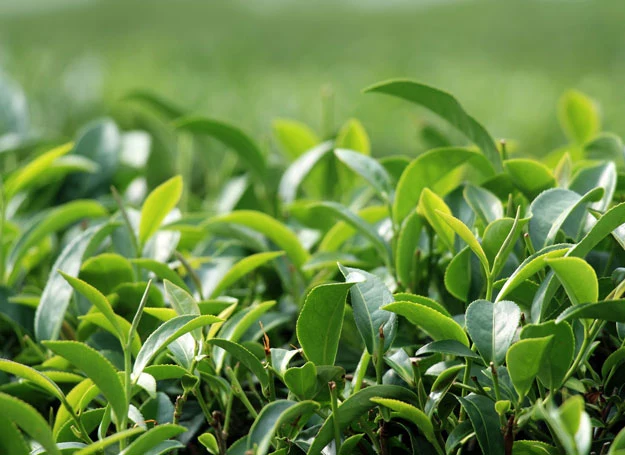 Zielona herbata jest naturalnym antyutleniaczem