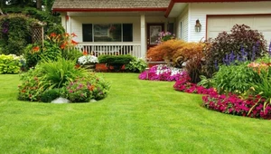 Sąsiedzi pomyślą, że pomalowałeś trawnik farbą. Wystarczy popiół i pokrzywa