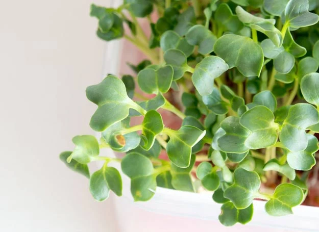 Można ją kupić w sklepach ze zdrową żywnością i w marketach Można ją kupić w sklepach ze zdrową żywnością i w marketach