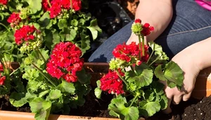 Nie marnujmy pelargonii