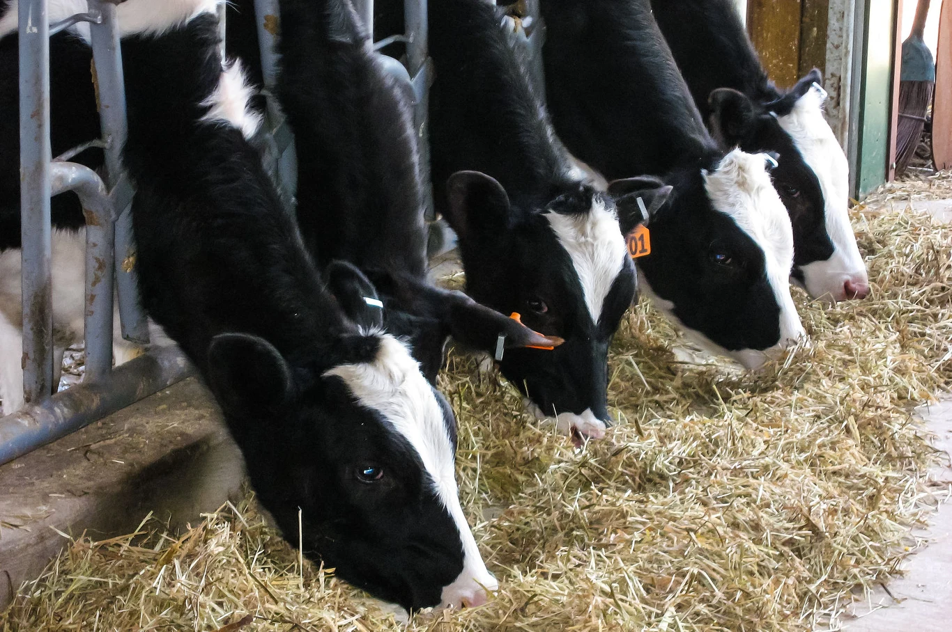 Wąglik atakuje m.in. krowy. Wąglik atakuje m.in. krowy.