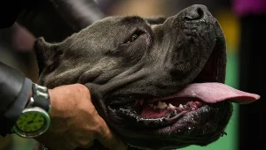 Pies cane corso (zdjęcie ilustracyjne)