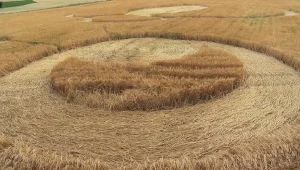 Dzieło UFO, czy człowieka? Tajemnicze kręgi w zbożu w wielkopolskim Orchowie