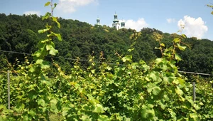 Winnice w Małopolsce zapraszają turystów
