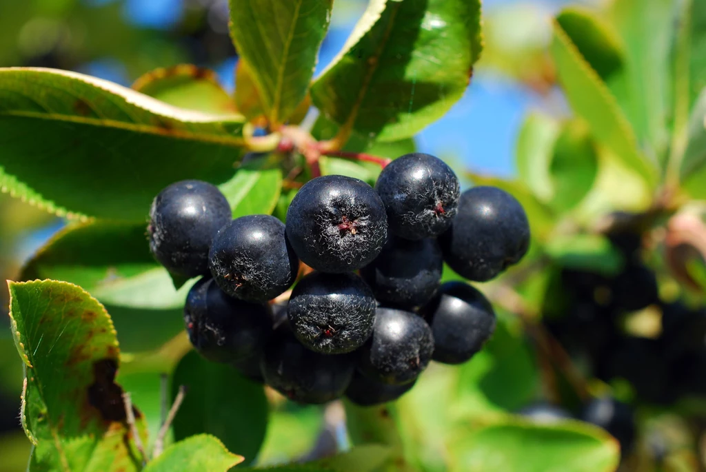 Aronia przyczynia się do wzrostu dobrego HDL Aronia przyczynia się do wzrostu dobrego HDL