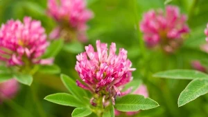 Po dokładnym wysuszeniu i starannym zmieleniu, z kwiatów można otrzymać mąkę