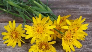 Jadalny korzeń kozibrodu porolistnego znany jest jako salsefia