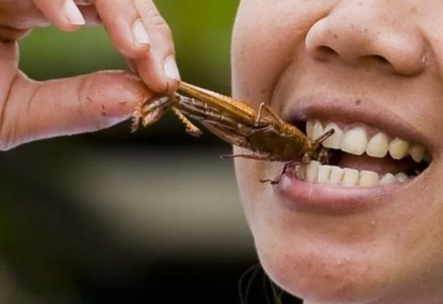 Czy Unia Europejska będzie nas zmuszać do jedzenia owadów? Głos w tej sprawie zabrał Stefan de Keersmaecker, rzecznik Komisji Europejskiej
