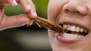 Czy Unia Europejska każe nam jeść owady? Rzecznik KE zabrał głos