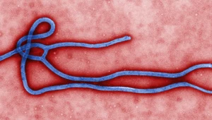 Wirus Ebola - najgroźniejszy zabójca na Ziemi