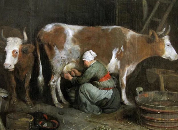 Kobieta dojąca krowę
