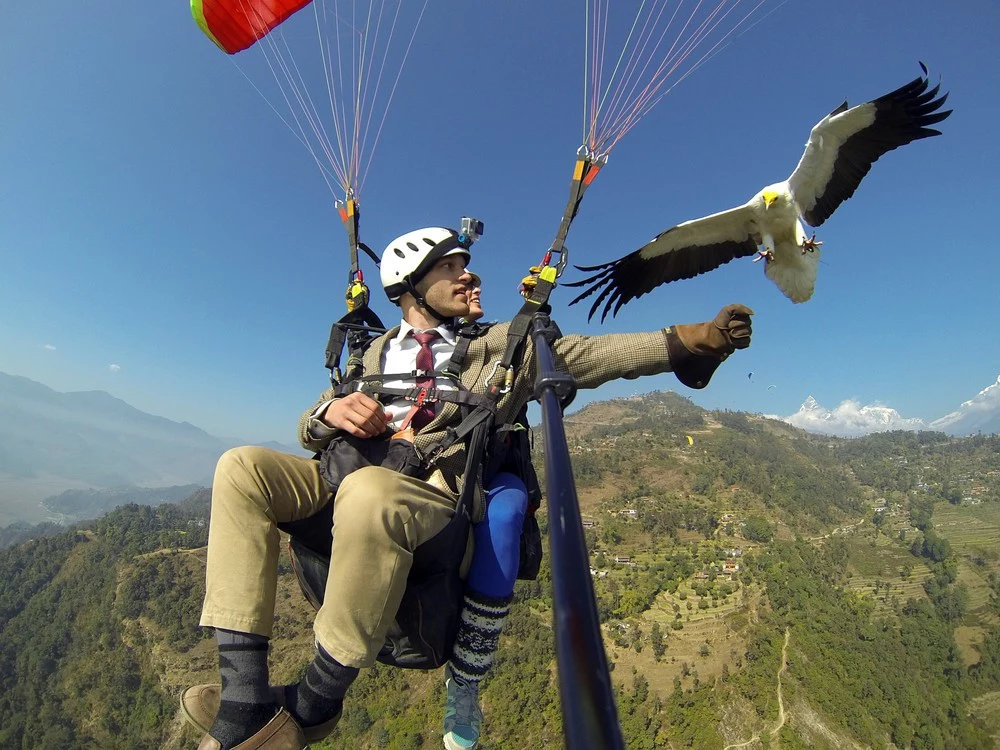 "Parahawking" pozwala zbliżyć się do drapieżnych ptaków na wyciągnięcie ręki