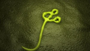 Choroba wywoływana przez wirusa Ebola jest w nawet 90 procent przypadków śmiertelna