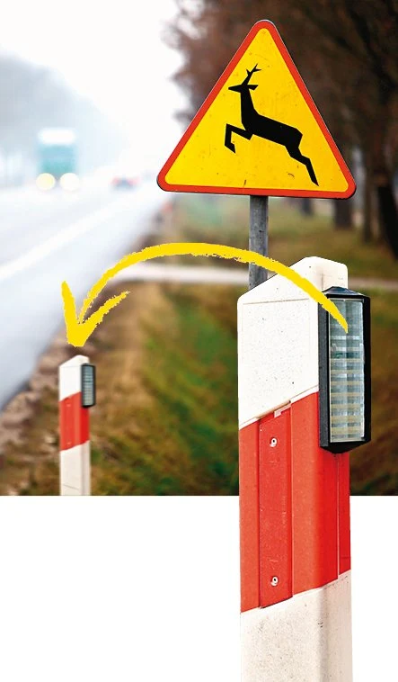 „Wilcze oczy” na leśnych drogach „Wilcze oczy” na leśnych drogach