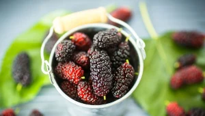 Ekstrakty z morwy obniżają poziom złego cholesterolu i usprawniają pracę wątroby