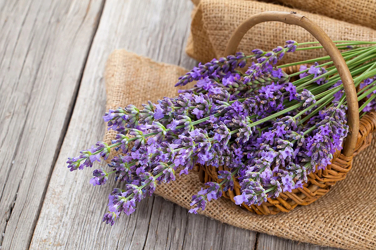 Lawenda działa uspokajająco i ułatwia zasypianie