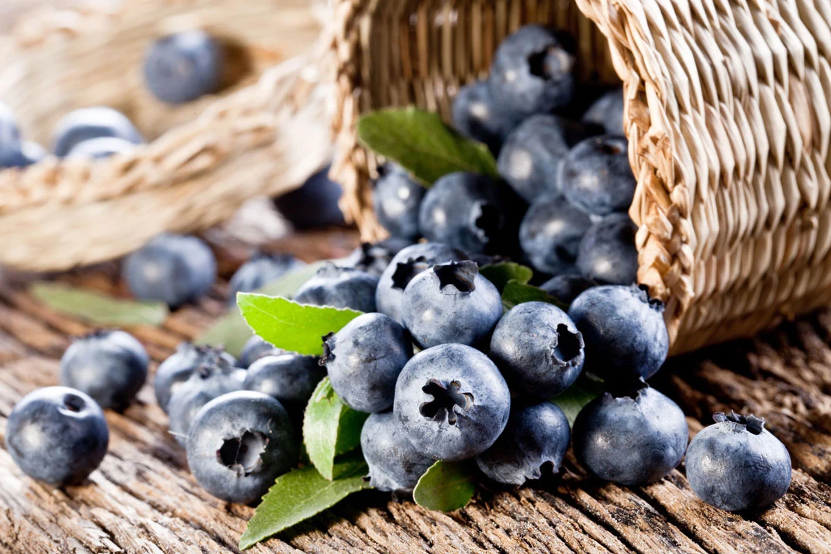 Borówka amerykańska pomaga zapobiegać wielu chorobom