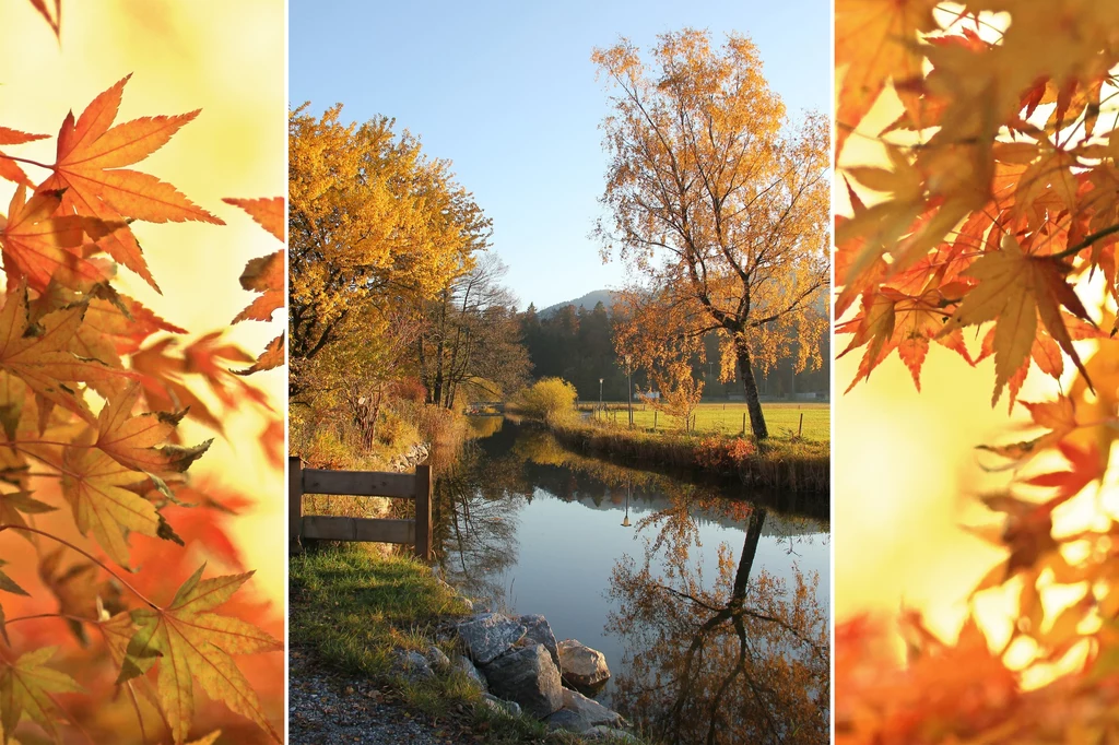 Jesień zmienia kolor liści w parkach i lasach. 