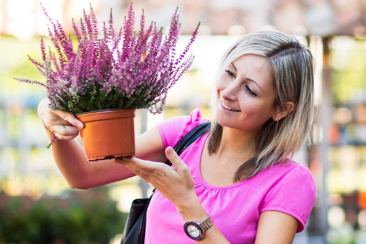 Kupując wrzosy, patrz nie tylko na piękne kwiaty, ale także na liście, korzenie i warunki, w jakich rosły.