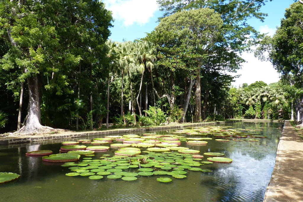 Ogród botaniczny w Mauritius