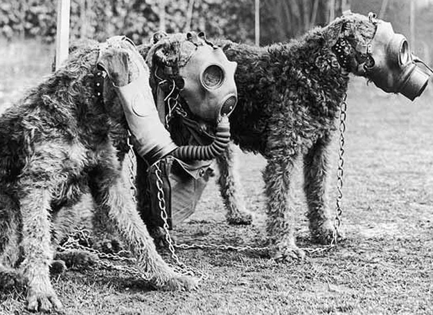 Psy na froncie II Wojny Światowej