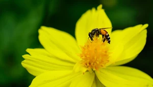 Pszczele bakterie lepsze od antybiotyków