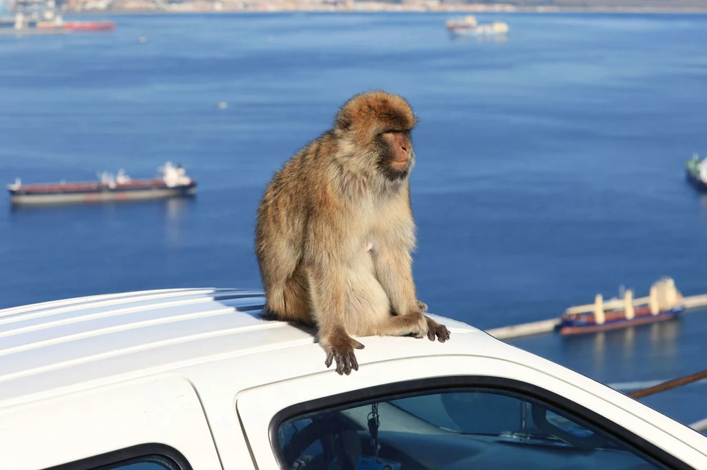 Małpy to jeden z symboli Gibraltaru