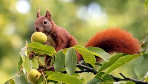 Opisane gatunki to krewni dobrze nam znanej wiewiórki