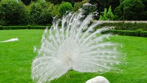 Albinizm to choroba dziedziczna