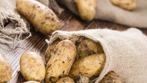 Mój dziadek przechowuje ziemniaki tylko w ten sposób. Nie psują się całą zimę