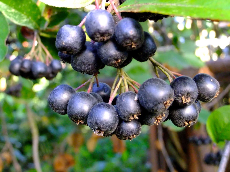 Aronia wspomaga chemioterapię