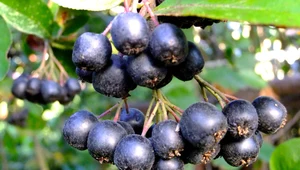 Aronia skuteczna w walce z rakiem