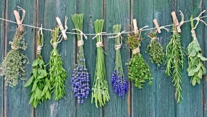 Jak suszyć zioła? Dzięki temu zachowają najwięcej aromatu