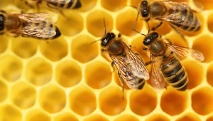 W nocy padło aż pięć milionów pszczół