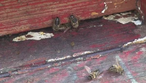 Tajemniczy pomór pszczół