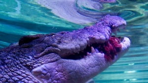 Machimosaurusy były półtora razy większe od współczesnych krokodyli fot. Sea Life Melbourne Aquarium