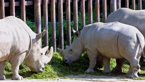 Jeden z ostatnich żyjących północnych białych nosorożców (w środku) fot. Otakar Grusser