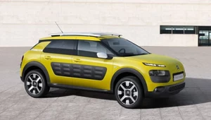 Bardzo popularny C4 Cactus