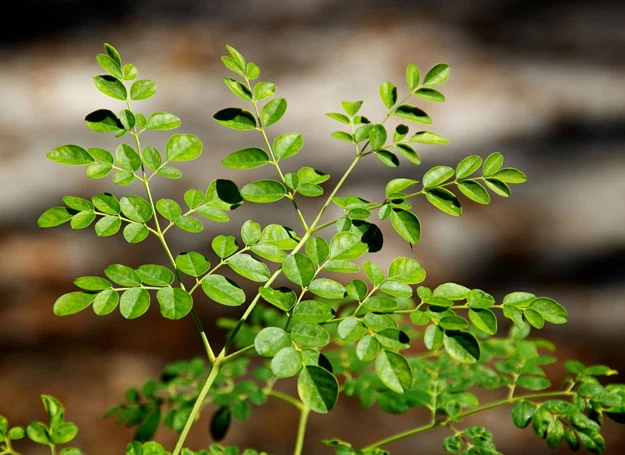 Zielony kolor chlorofilu jest skutkiem wysokiej absorpcji w czerwonej i niebieskiej części spektrum światła, przy jednoczesnej niskiej absorpcji w zielonej części spektrum światła