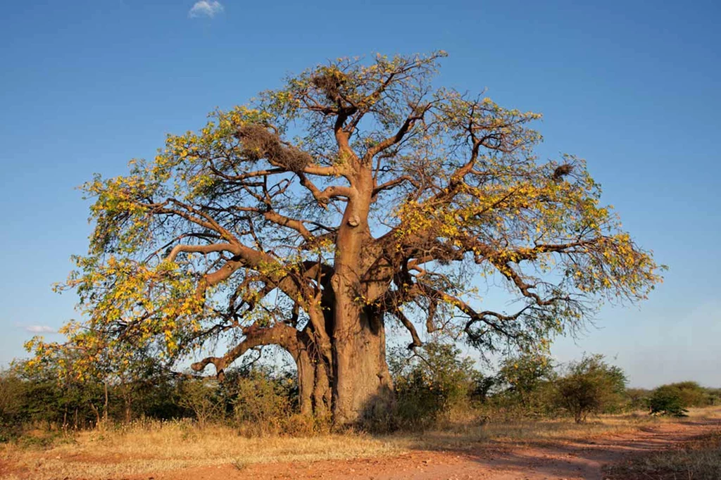 Baobab afrykański