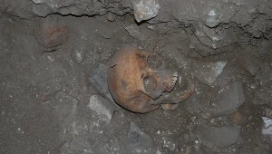 Czaszka kobiety pochowanej przed ołtarzem głównym